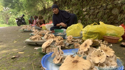 Sejumlah warga menjual jamur tengkong di Jalan Pelepoh Lembar, Lombok Barat, Minggu (18/01/2026). (Foto: M Zahiruddin/detikBali)