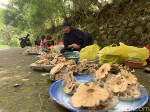 Warga Lombok Ramai-ramai Jualan Jamur Tengkong di Pinggir Jalan