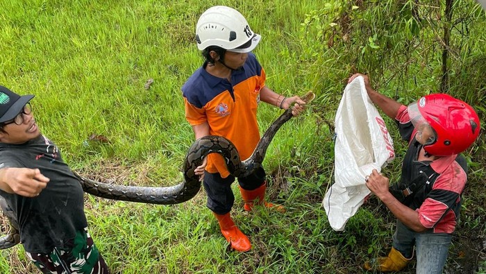 Cek Talud Sungai Ambrol, Tim BPBD Klaten Ketemu Piton 3 Meter