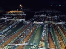 600 Batang Kayu Ilegal Diamankan di Ketapang, Jaringan Pemodal Akal Dikejar