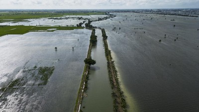 Banjir Rendam Ribuan Hektare Sawah di Kudus
