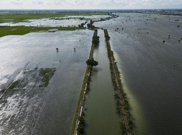 Banjir Rendam Ribuan Hektare Sawah di Kudus