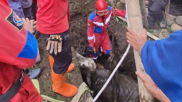 Sapi di Cilongok Banyumas Terperosok Septic Tank gegara Tali Putus