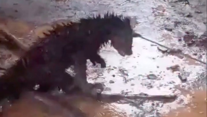 Bukan Diburu, Binturong Mati di Banten karena Warga Kira Hewan Jadi-jadian