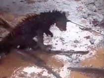 Disangka Hewan Jadi-jadian, Binturong Langka Mati Ditembak