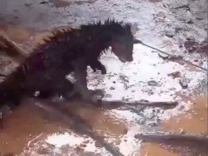 Disangka Hewan Jadi-jadian, Binturong Langka Mati Ditembak