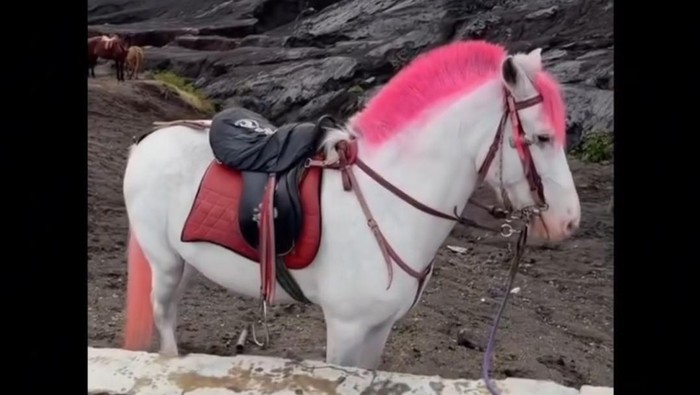 Kuda Wisata Bromo Disulap Warna-warni Bak Unicorn, Netizen Mencibir