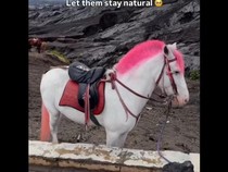 Kuda Wisata Bromo Disulap Warna-warni Bak Unicorn, Netizen Mencibir