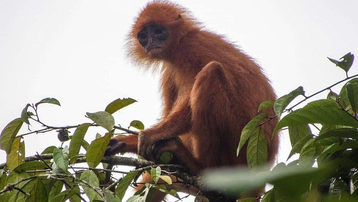 Ini Langur Borneo, Primata Penghuni Wilayah Danau Sentarum