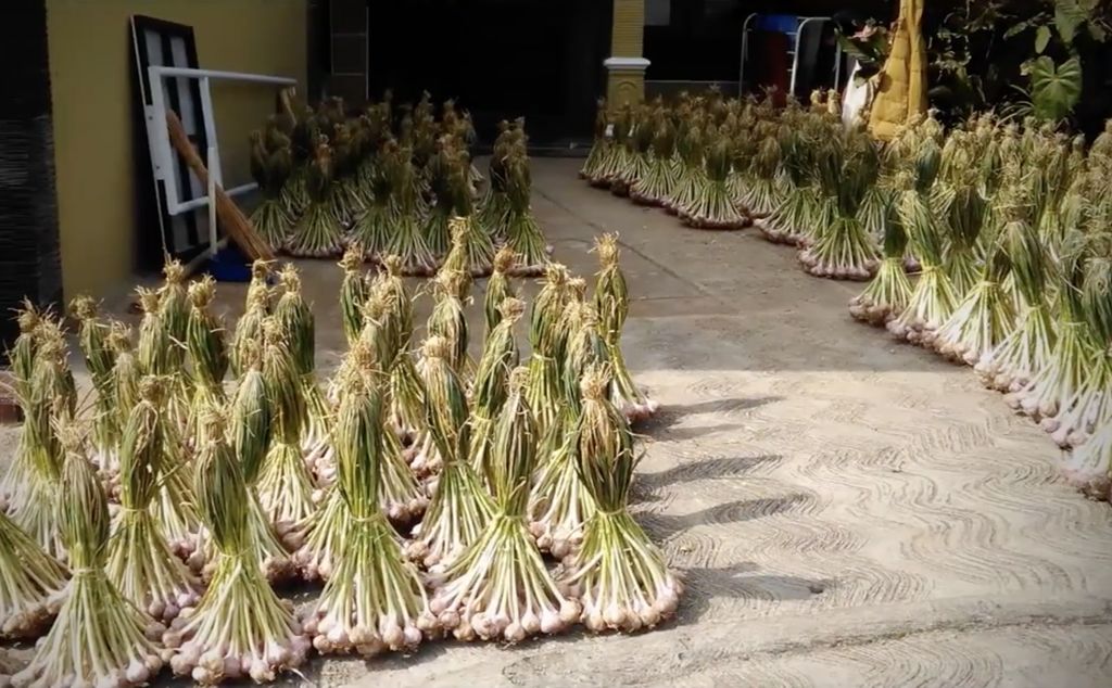 Petani bawang putih. (Tangkapan Layar Youtube/Pustaka Kementerian Pertanian)