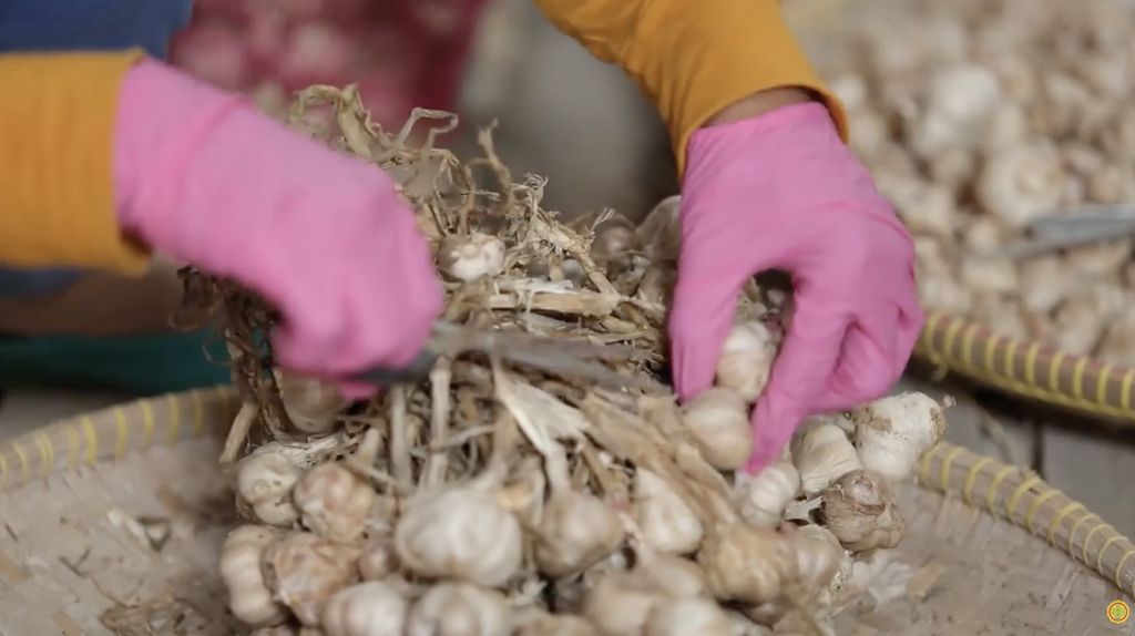 Petani bawang putih. (Tangkapan Layar Youtube/Pustaka Kementerian Pertanian)