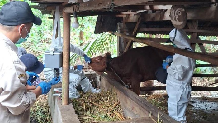 69 Sapi di Blitar Terjangkit Penyakit Mulut dan Kuku