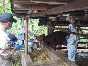 69 Sapi di Blitar Terjangkit Penyakit Mulut dan Kuku