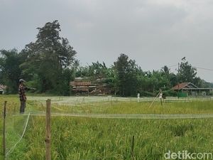 120 Hektare Sawah di Cianjur Gagal Panen Diserang Koloni Burung Pipit