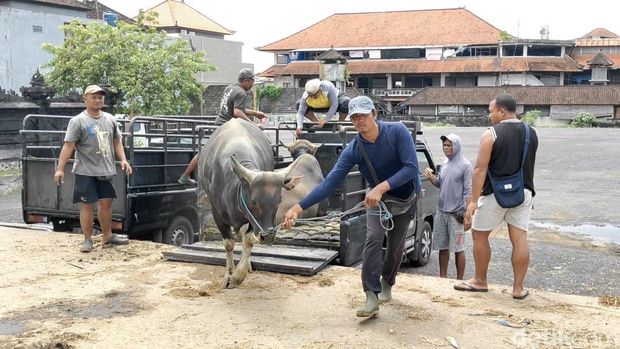 Suasana pasar sapi di Pasar Beringkit, Badung, Bali, masih normal, Senin (19/1/2026).