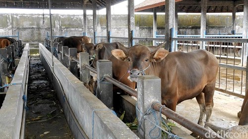 Suasana pasar sapi di Pasar Beringkit, Badung, Bali, masih normal, Senin (19/1/2026).