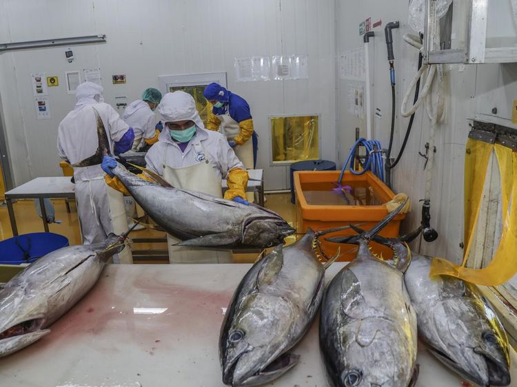 Tarif Nol Persen, Ekspor Tuna Indonesia Kian Dilirik Jepang