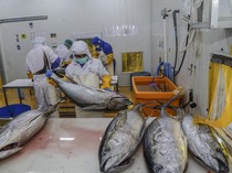 Tarif Nol Persen, Ekspor Tuna Indonesia Kian Dilirik Jepang