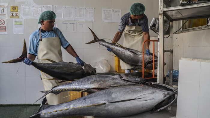 Pekerja memindahkan ikan tuna kualitas ekspor di salah satu unit pengolahan ikan di kompleks Pelabuhan Perikanan Nusantara Ternate, Maluku Utara, Senin (19/1/2026). Kementerian Kelautan dan Perikanan siap memfasilitasi unit pengolahan ikan (UPI) yang ingin mendapatkan tarif nol persen ekspor tuna, cakalang, dan tongkol ke Jepang untuk memperkuat peluang Indonesia di pasar Jepang sebagai pemasok utama. ANTARA FOTO/ Andri Saputra