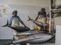 Produk Olahan Tuna RI Bebas Tarif Masuk Jepang Mulai 1 Agustus