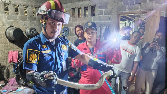 Tim regu 2 Damkar Klaten mengevakuasi kobra di Soka, Karangdowo, Klaten.