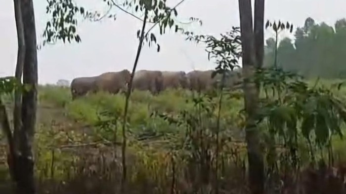 Puluhan Gajah Liar Rusak Kebun Warga di Musi Rawas