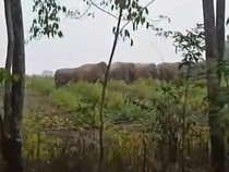 Polisi Imbau Warga Tetap Waspada Usai Gajah Liar Masuk Kebun Warga di Mura
