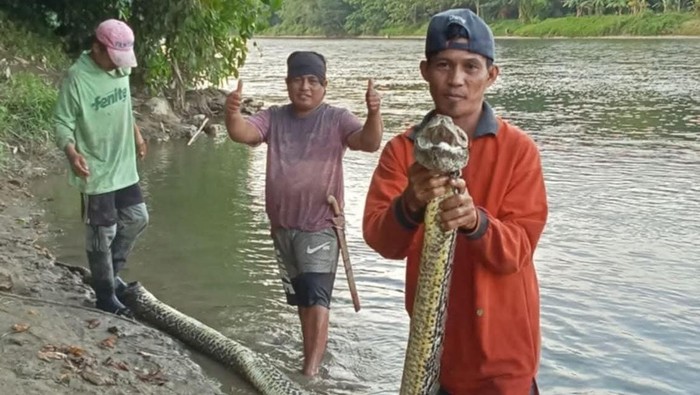 Piton 6 Meter Tewas Ditebas Warga Saat Hendak Mangsa Sapi