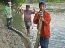 Piton 6 Meter Tewas Ditebas Warga Saat Hendak Mangsa Sapi