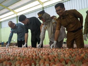 Telur Ayam Sumsel Siap Tembus Pasar Ekspor, Singapura Jadi Sasaran