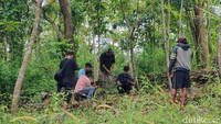 Tampak petugas BKSDA Jogja sibuk memasang camera trap di salah satu pohon dekat lokasi kemunculan jejak diduga macan. Petugas juga memasang camera trap di area perbukitan untuk memasang kamera-kamera itu.