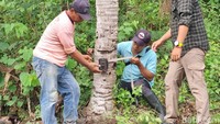 Pemasangan camera trap ini dilakukan Selasa (20/1/2026). Total ada tiga camera trap yang dipasang di sekitar lokasi kemunculan jejak diduga macan itu.