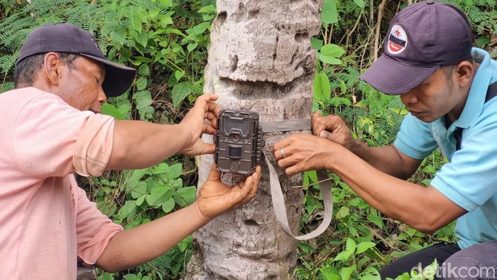 BKSDA Jogja memasang camera trap di lokasi kemunculan jejak diduga macan di Semanu, Gunungkidul, Selasa (20/1/2026).