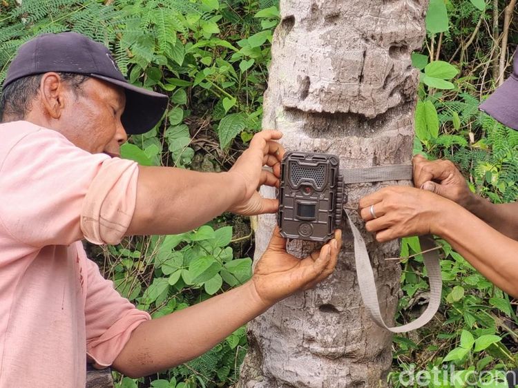 Potret BKSDA Pasang Camera Trap di Lokasi Munculnya Jejak Diduga Macan