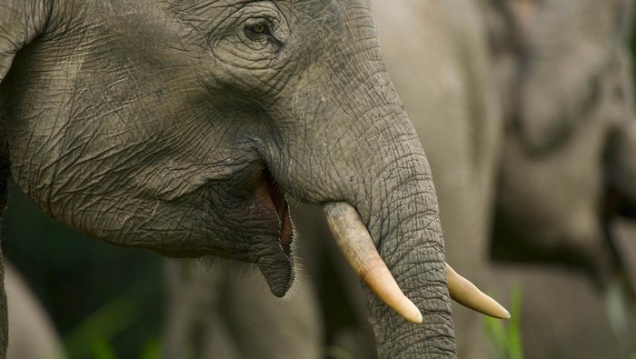 Close up of Bornean elephant (Elephaa maximus borneensis) Borneo / Bornean Pygmy Elephant. (WWF Indonesia)