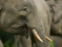 Di Hutan Kalimantan Ada Gajah Terkecil di Dunia