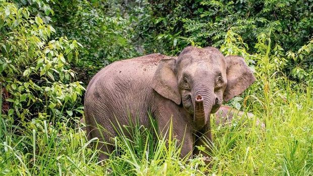 Close up of Bornean elephant (Elephaa maximus borneensis) Borneo / Bornean Pygmy Elephant. (WWF Indonesia)