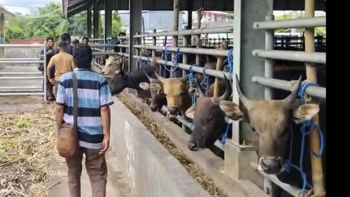 Cuaca ekstrem mengakibatkan ribuan ternak sapi yang hendak dikirim ke luar daerah tertahan di Pelabuban Tenau, Kupang, NTT. (Foto: Simon Selly/detikBali)