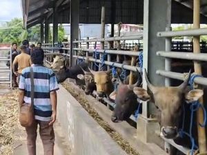 Cuaca Buruk, Ribuan Sapi Siap Kirim ke Kalimantan-Jawa Tertahan di Pelabuhan