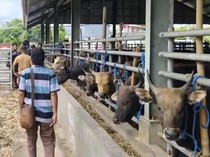 Ribuan Sapi Tertahan di Pelabuhan Tenau Kupang gegara Cuaca Ekstrem