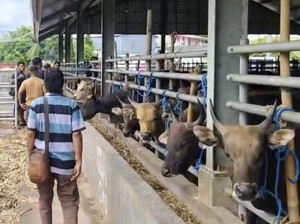 Cuaca Buruk, Ribuan Sapi Siap Kirim ke Kalimantan-Jawa Tertahan di Pelabuhan