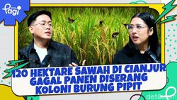 Video: 120 Hektare Sawah di Cianjur Gagal Panen Diserang Koloni Burung Pipit