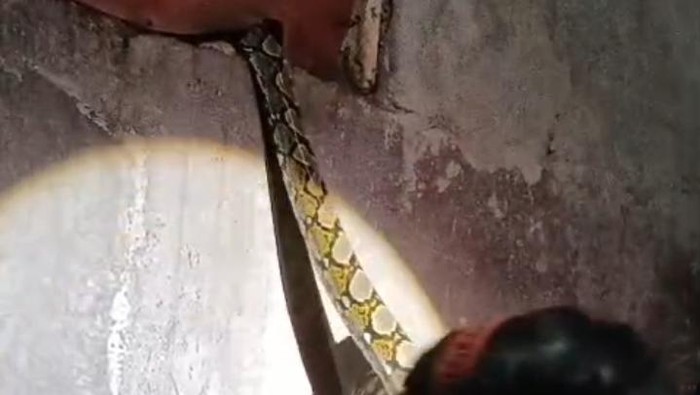 Ular Piton 2,5 Meter Nongol di Ventilasi Dapur Warga Tulas Klaten