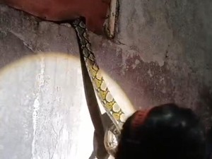 Ular Piton 2,5 Meter Nongol di Ventilasi Dapur Warga Tulas Klaten
