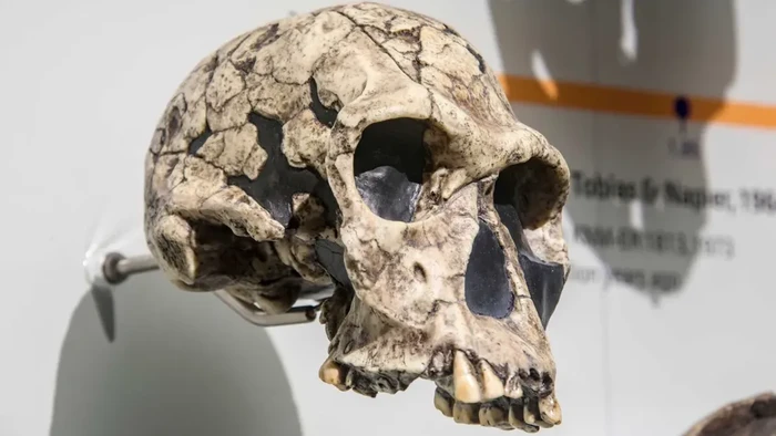 Kepala Homo habilis.