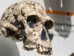 Manusia Pertama Homo Habilis Wujudnya Beda Jauh dengan Kita