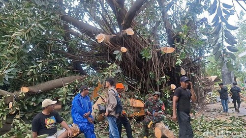 Hujan deras disertai angin kencang mengakibatkan pohon beringin raksasa tumbang di Lingkungan Sukaraja Perluasan, Ampenan, Mataram, NTB, Selasa (20/1/2026). (Foto: Nathea Citra/detikBali)