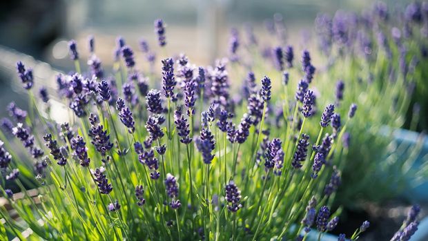 Beautiful shallow focus on lavender herb blooms in blue pots.