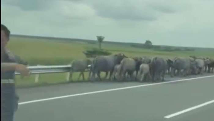 Kawanan kerbau masuk Tol Indralaya-Prabumulih.