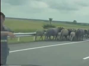 Kawanan Kerbau Masuk Tol di Sumsel, Pengendara Terganggu